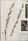 Foto von Salix humilis Marshall